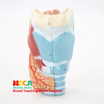 Човешка анатомична носна кухина Анатомия на гърлото Модел на човешки фаринкс и ларинкс Модел на скелет Медицинско оборудване Учебни помагала