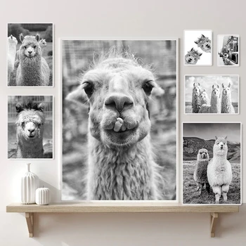Llama Alpaca плакат забавно животно модерни стенни картини платно печат черно и бяло изкуство детска стая Начало декор живопис подаръци